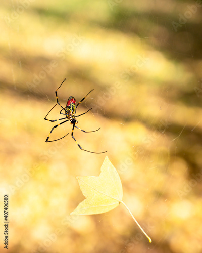 Closeup of a Japanese Joro spider trying to remove autumn leaf from his web.