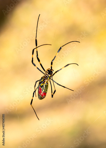 Close-up of a Japanese Joro spider moving across his web. Shallow DOF picture taken in Asia.