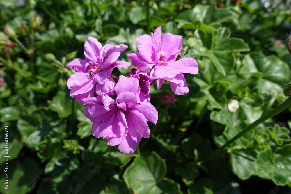 Mauve flowers of ivy-leaved pelargonium in May