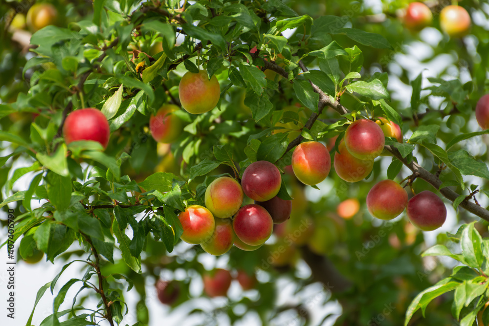 Ripe cherry plum on a branch. Red-yellow plum fruit. An orchard. The ripening of fruits. Summer fruits on a soft blurred background. Red and green shades. Vitamins on a branch in the garden.