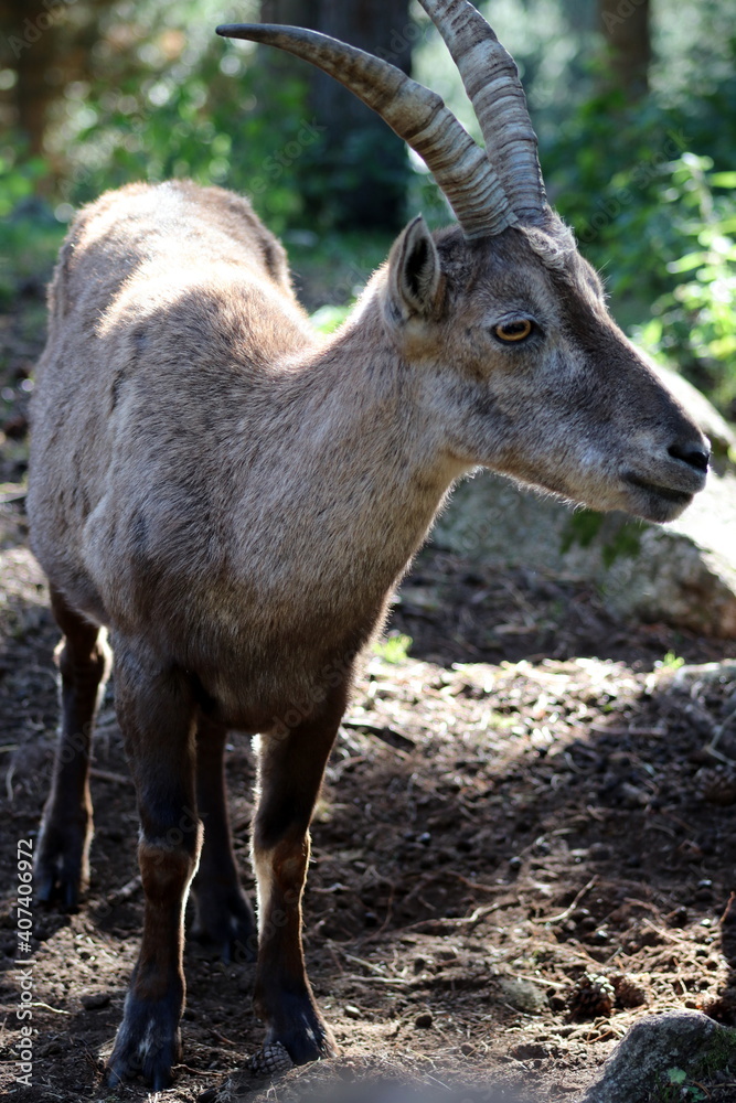 bouquetins et isards des Pyrénées