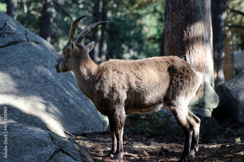 bouquetins et isards des Pyrénées photo