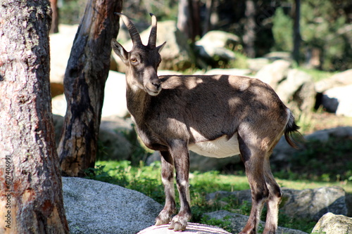 bouquetins et isards des Pyrénées photo