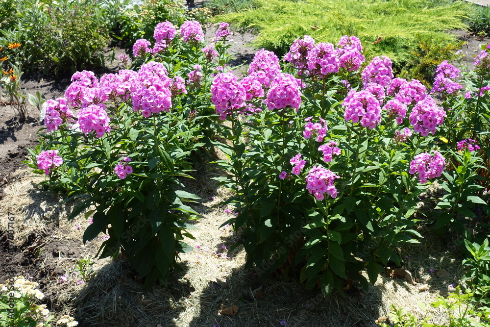 Obraz premium Full length view of Phlox paniculata with pink flowers in July