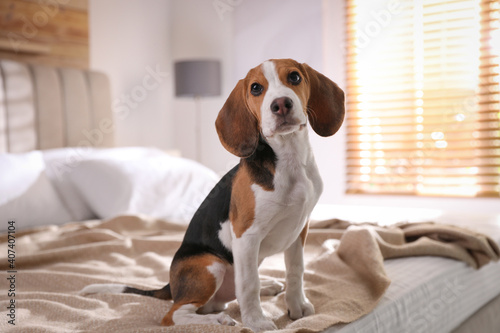 Cute Beagle puppy on bed at home. Adorable pet