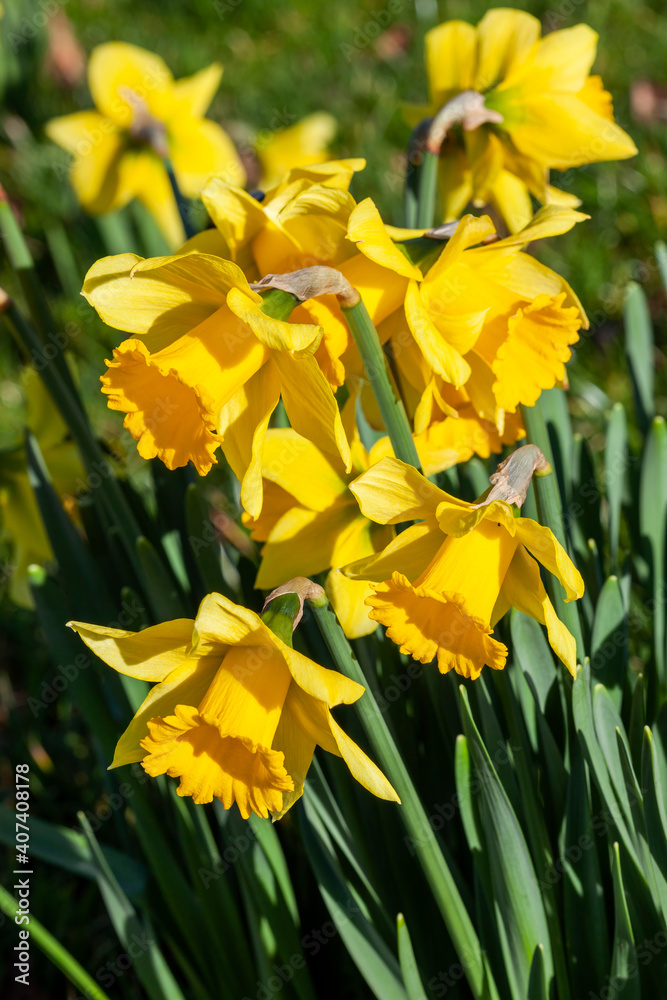 Fototapeta premium Daffodils (narcissus) a springtime yellow flower bulb plant growing outdoors in a public park during the spring season, stock photo image