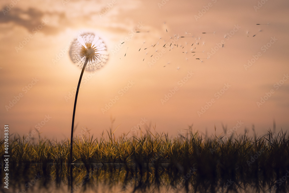 Dandelion clock seeds floating in the air, time or nature concept