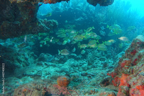 Diving, Wrecks, Caribbean, Windward Islands, Dominica, Guadeloupe, Martinique © Romeo