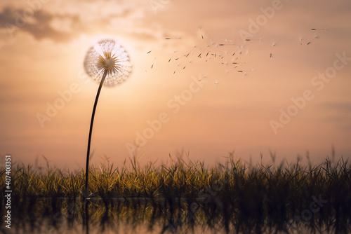 Dandelion clock seeds floating in the air  time or nature concept