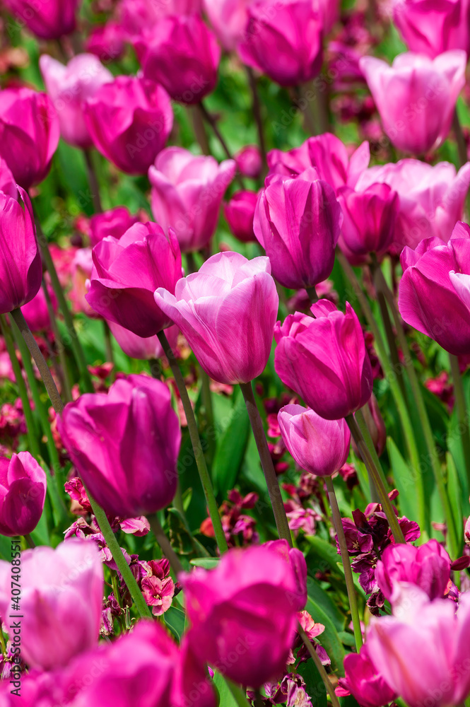 Tulip background (tulipa) a spring flowering plant with a pink springtime flower in a public park during March and April, stock photo image Tulip background (tulipa) a spring flowering plant with a pink springtime flower in a public park during March and April, stock photo image