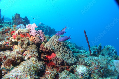Fototapeta Naklejka Na Ścianę i Meble -  Diving, Wrecks, Caribbean, Windward Islands, Dominica, Guadeloupe, Martinique