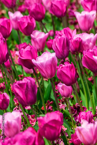 Tulip background  tulipa  a spring flowering plant with a pink springtime flower in a public park during March and April  stock photo image