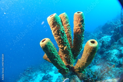 Diving, Wrecks, Caribbean, Windward Islands, Dominica, Guadeloupe, Martinique