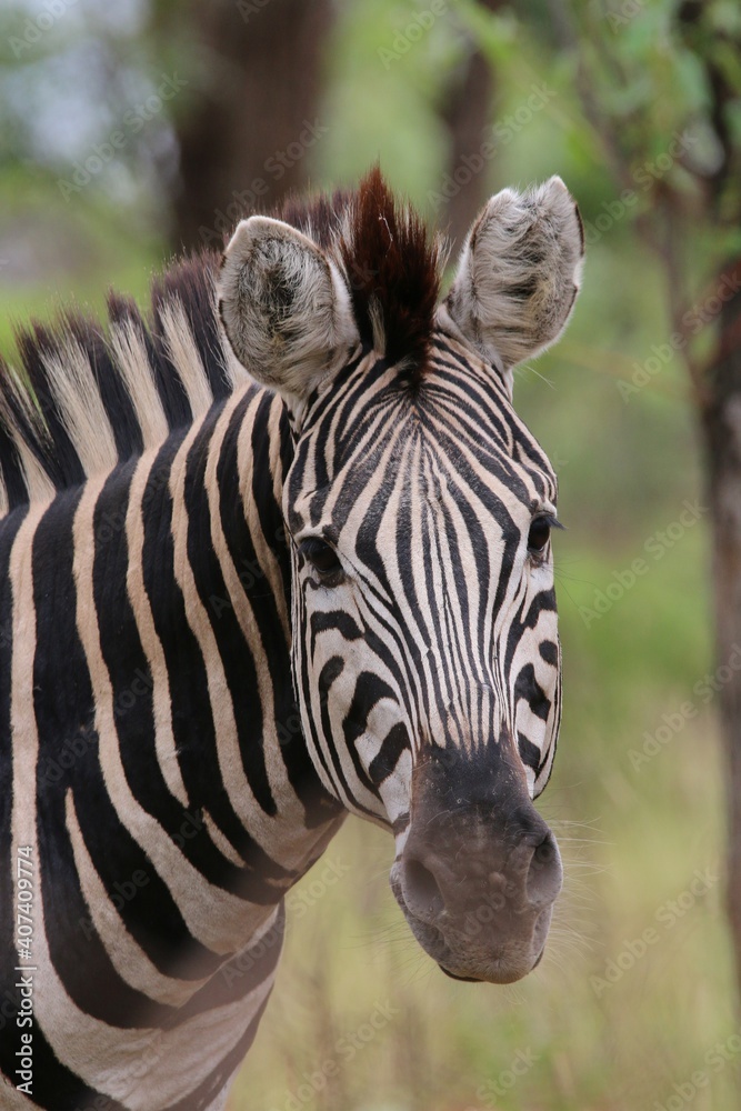 Fototapeta premium Zebra portrait
