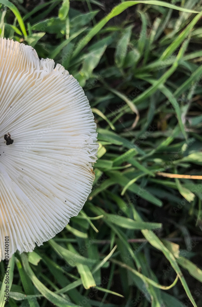 Fototapeta premium mushroom in the grass