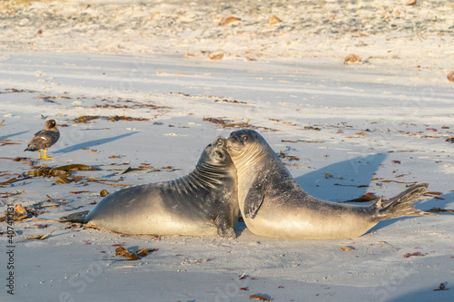 Elephant seals on the beatch