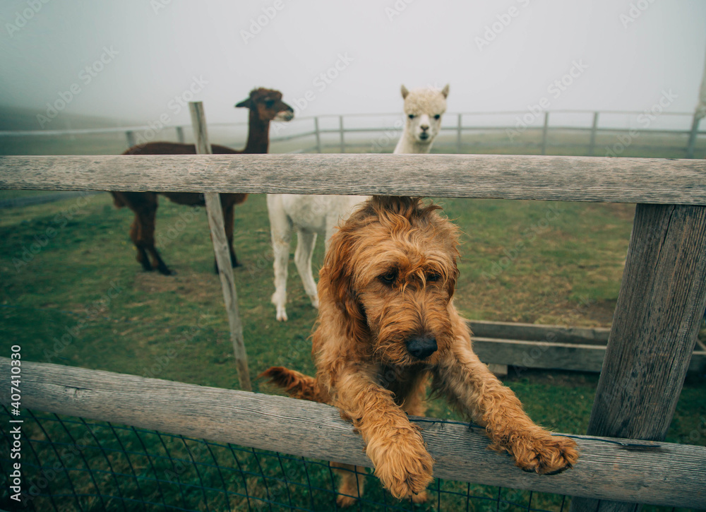 Fototapeta premium Redhaired dog stands on hind legs posing near wooden fence. Terrier looks at photographer with mysterious look. Backdrop white and brown alpacas graze on ranch green grass foggy haze beautiful nature