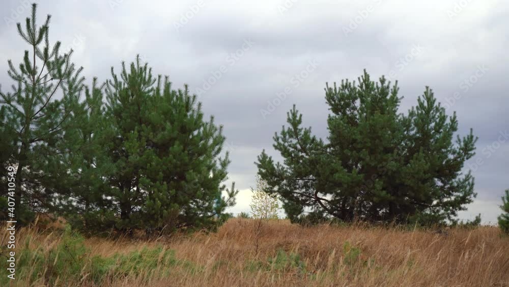 pine trees swaying in the wind in the field