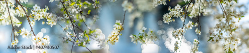 flowering spring cherry tree close-up and light bokeh