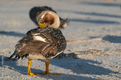The Falkland steamer duck (Tachyeres brachypterus) photo