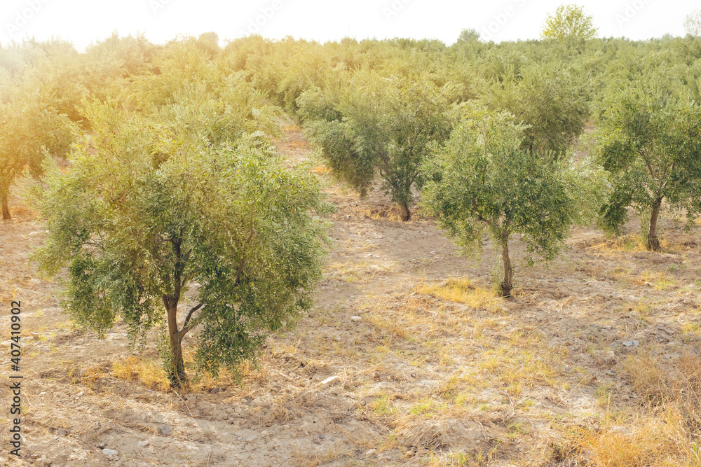 Italy, Puglia region, south of the country. Traditional plantation of olive trees.