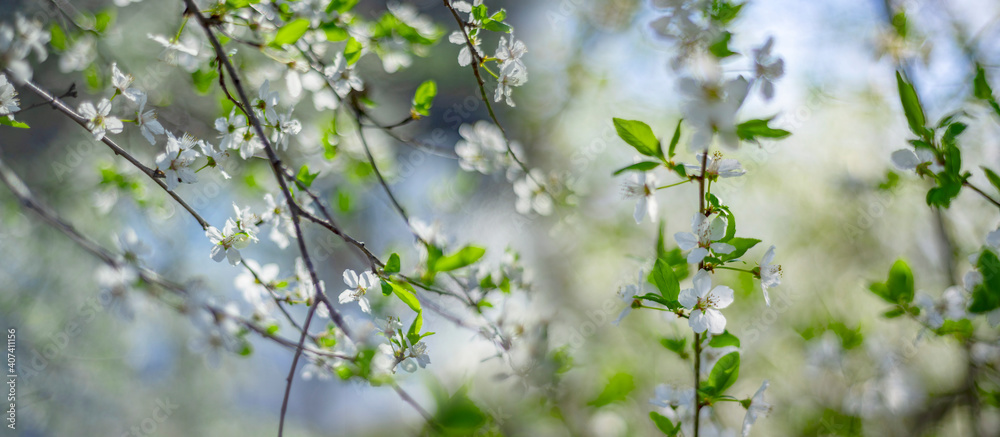 flowering spring cherry tree close-up and light bokeh flowering spring cherry tree close-up and light bokeh