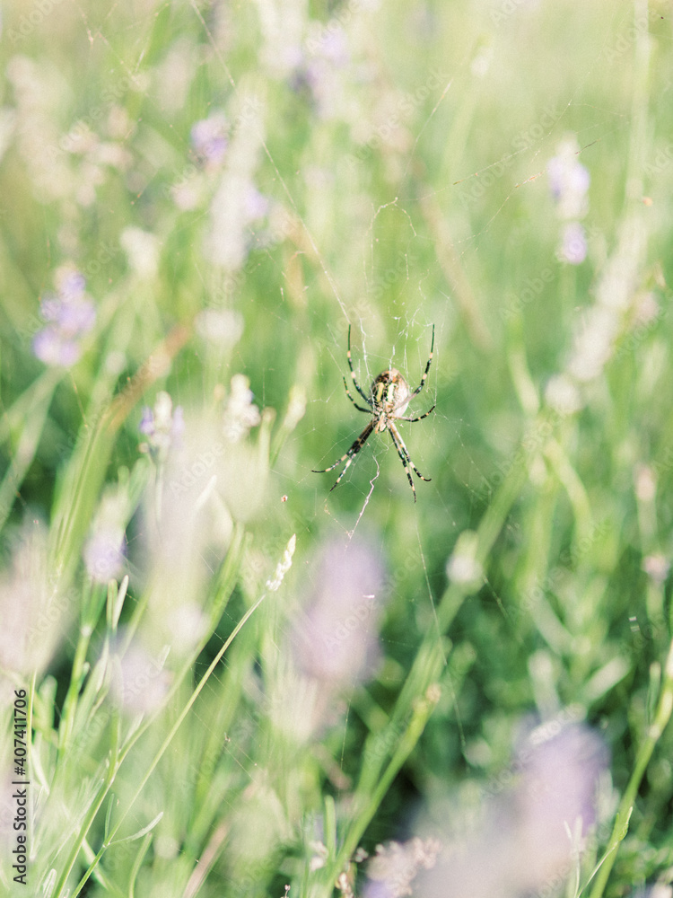 Spider Web in Lavender Field | Fine-art Nature Photography