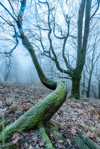 Ruzovsky Vrch at Czech Switzerland NP covered in frost in a foggy winter morning . photo