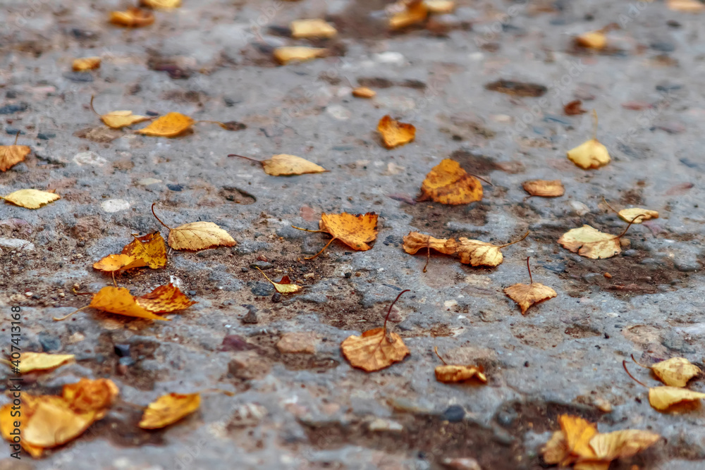 Fallen yellow leaves on gray concrete slab Fallen yellow leaves on gray concrete slab