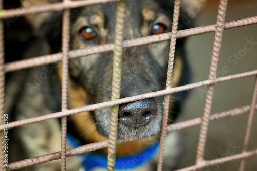 Bilde på lerret Sad German shepherd in kennel i shelter