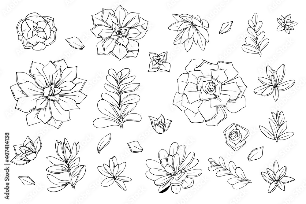 set of objects flowers succulents cacti graphics sketch