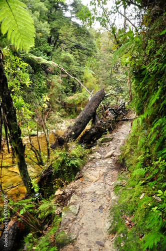 abenteuerlicher Weg durch den Nationalpark   Regenwald