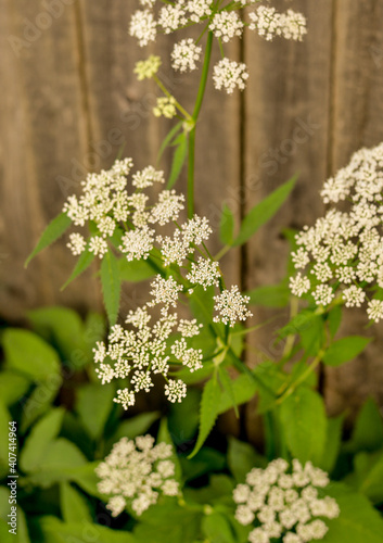 Aegopodium. small white flowers on a background of a wooden fence. green plant