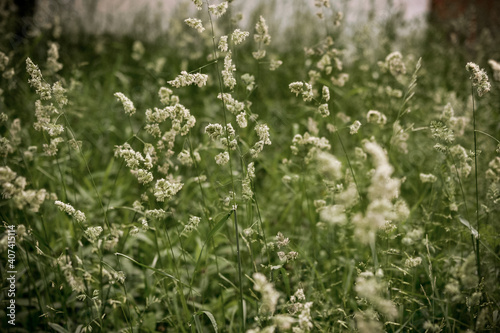 Phalaris arundinacea or Reed canary grass, selective focus