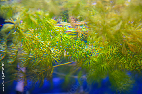 Aquatic plant, the hornwort, in aquarium. Ceratophyllum demersum. Selective Focus photo
