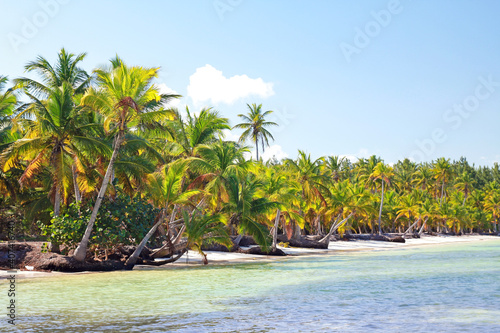 Amazing dominican beach with sea and coconut palms  sunny day.