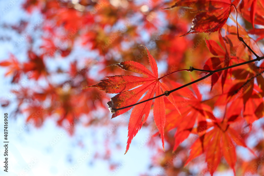 日本の秋の風景 赤い紅葉 美しいもみじ 美しい 和風 日本の秋の風景 赤い紅葉 美しいもみじ 美しい 和風