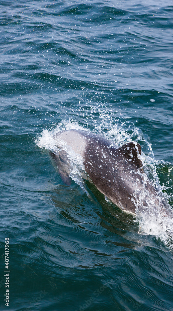 Naklejka premium Delfin de Heaviside , Walvis Bay, Namibia, Africa