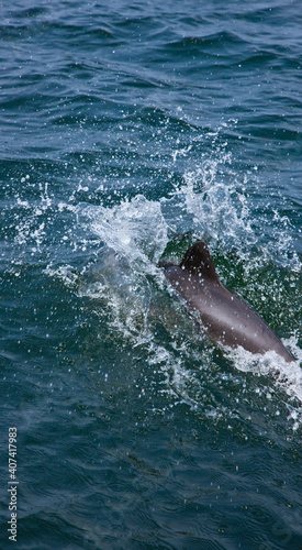 Delfin de Heaviside  Walvis Bay Namibia Africa