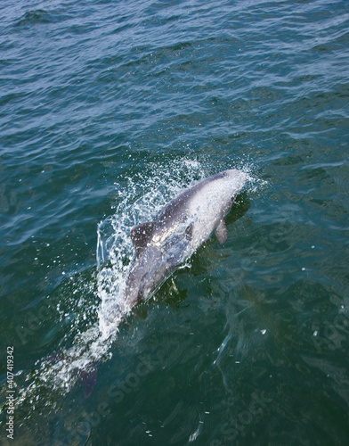 Delfin de Heaviside   Walvis Bay  Namibia  Africa