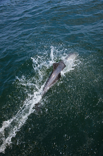 Delfin de Heaviside   Walvis Bay  Namibia  Africa