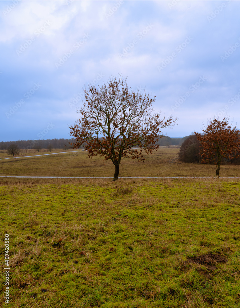 Fototapeta premium Trees at a moor. Open landscape with a dramatic sky in the background. Picture from Revingehed, Scania county, Sweden