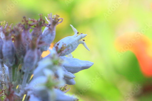 extrañas flores miniatura closeup para ver los hermosos detalles de las flores