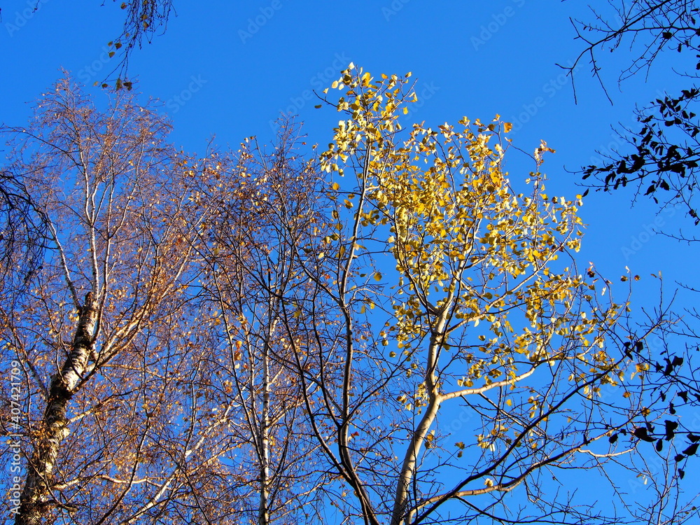 autumn afternoon in the forest, falling leaves from the trees, sunny cold day, wild nature, adventure trip, family travel,sun autumn afternoon in the forest, falling leaves from the trees, sunny cold day, wild nature, adventure trip, family travel,sun