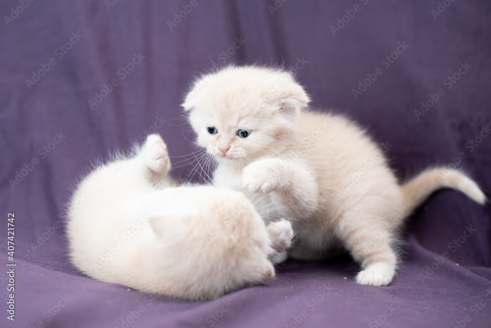 two small Scottish fold cat baby milk color are playing two small Scottish fold cat baby milk color are playing