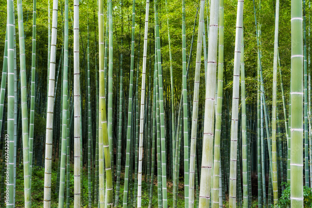 Bamboo forest in Arashiyama, Kyoto, Japan Bamboo forest in Arashiyama, Kyoto, Japan