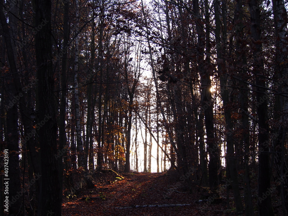 Obraz premium autumn afternoon in the forest, falling leaves from the trees, sunny cold day, wild nature, adventure trip, family travel,sun