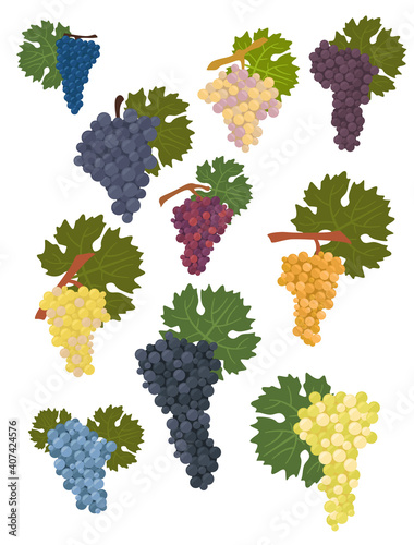 Grapes varieties for wine. Winemaking infographic