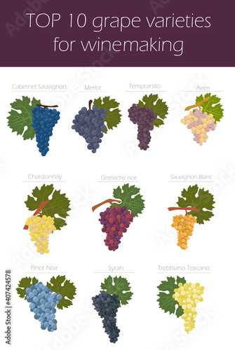 Grapes varieties for wine. Winemaking infographic