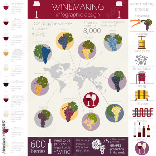 Grapes varieties for wine. Winemaking infographic photo